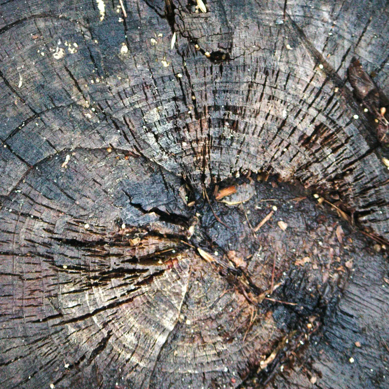 a close up of a tree trunk showing the cross section